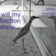 Illustration for article titled Why Scientists Think This Silly-Ass Bird Can't Stop Looking at Its Reflection